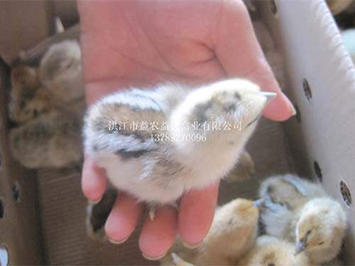 洪江雪峰烏骨雞